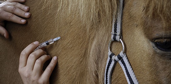 Animal Medicine