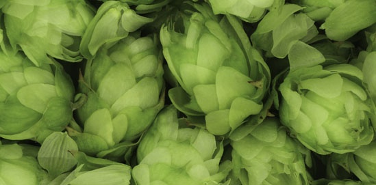 Hop Infusion