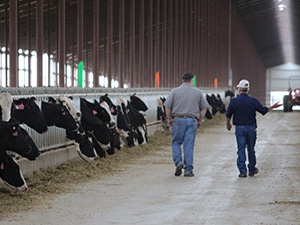 Dairy Case Study