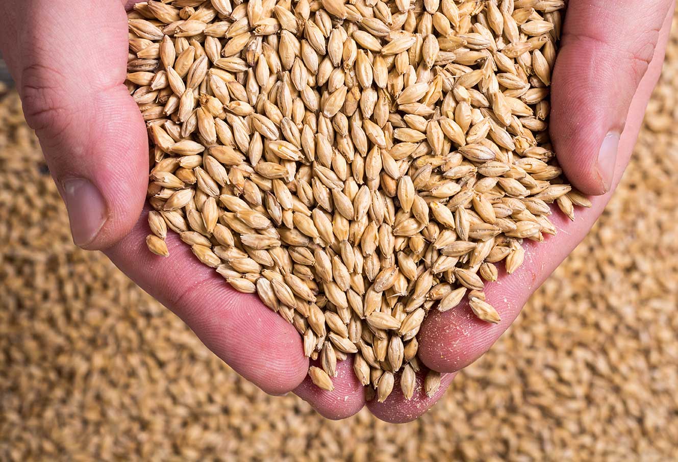 paul-mueller-beer-genius-grain-malt-handling